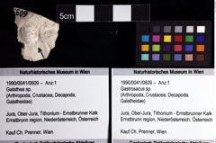 Foto (Objket + Etiketten) von Gastrosacus sp. 